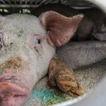 What is animal abuse and how can we stop it for good?