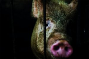 Behind Animal Slaughterhouses